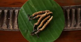 Cordyceps Benefits